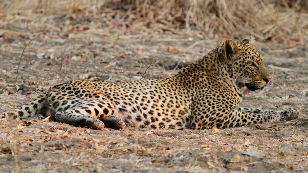 Afrikas største koncentration af leoparder findes i Luangwa nationalparken. Foto Erik Hermansen
