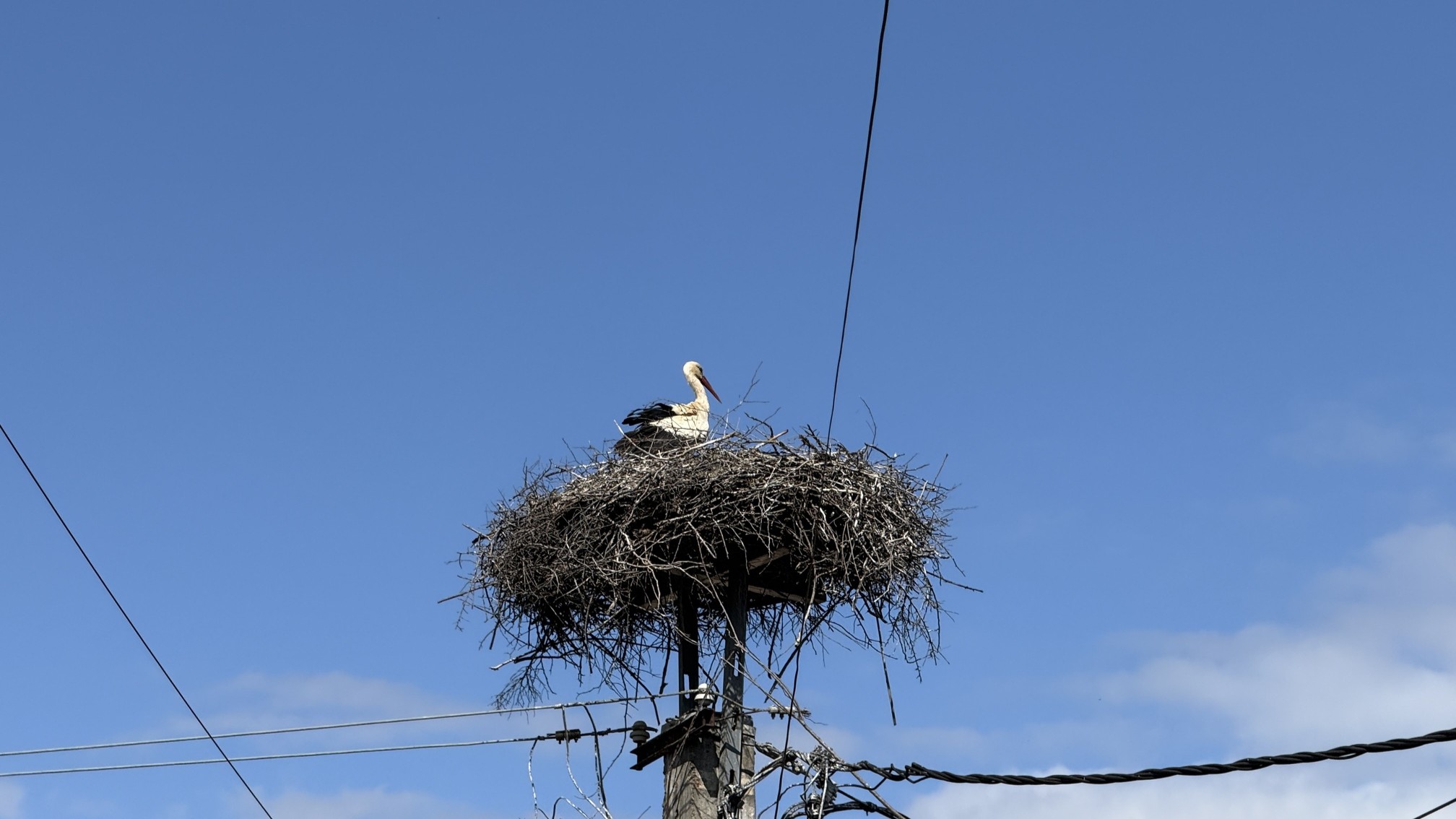 I Rumænien kan vi være heldige at se storkereder. Foto Anja Schmidt