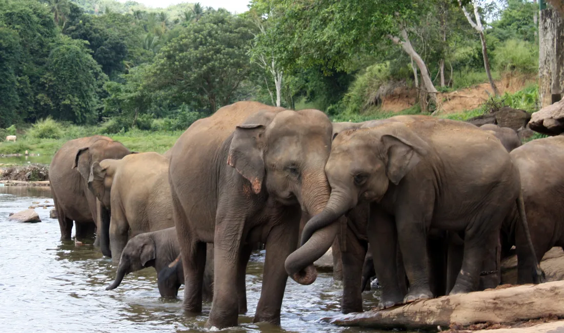 Der lever mere end 6000 vilde elefanter i Sri Lanka. Foto Michael Andersen