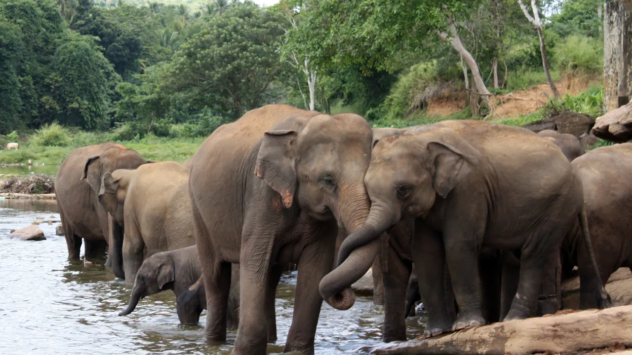 Der lever mere end 6000 vilde elefanter i Sri Lanka. Foto Michael Andersen