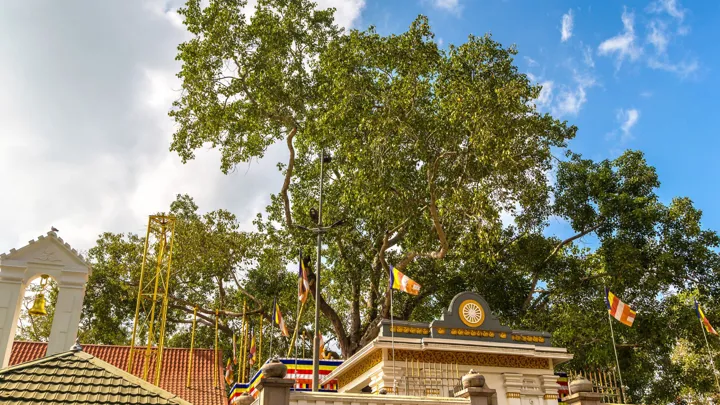 Jaya sri maha bodhi-træet ved Kandy i Sri Lanka er omkring 2300 år gammel. Foto Viktors Farmor