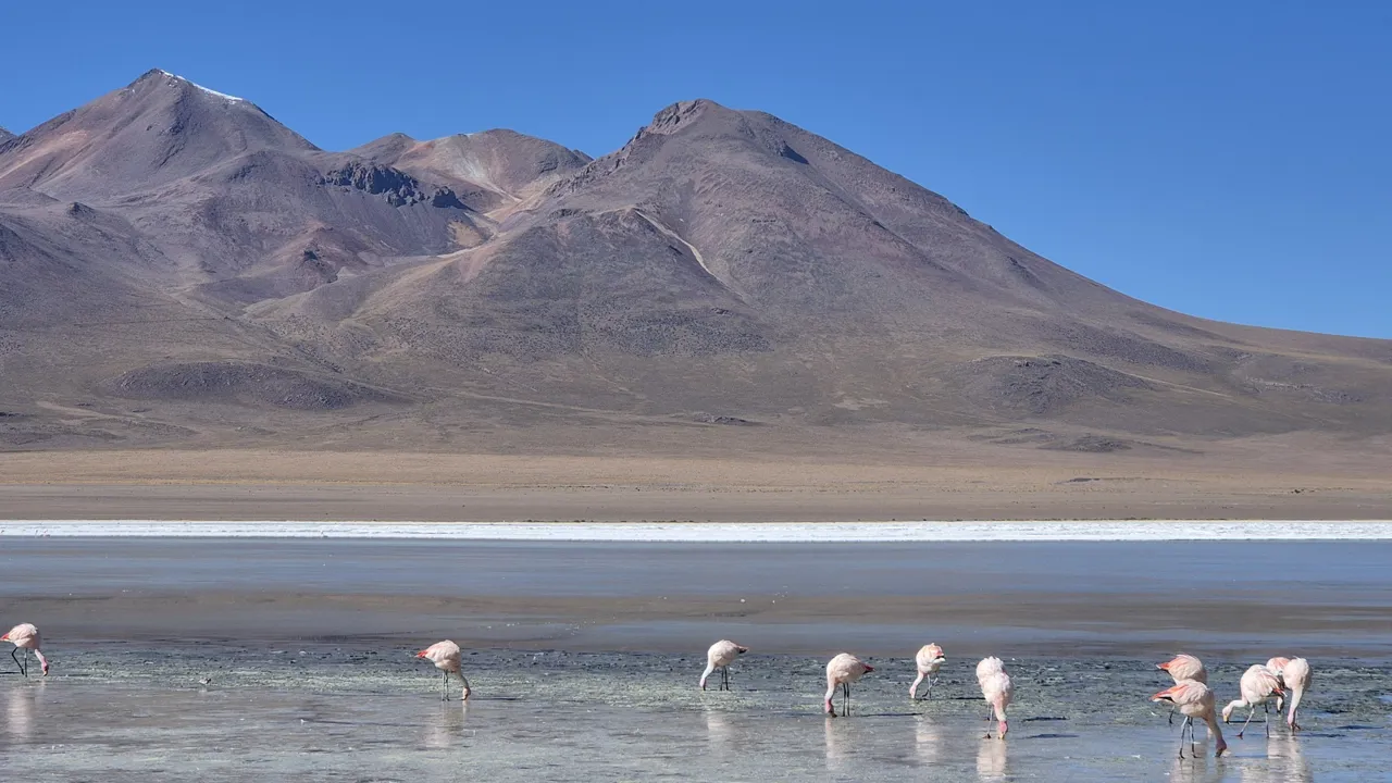 På vejen til Siloli-ørkenen kommer vi forbi farverige laguner med flamingoer. Foto Henrik Bjerresø