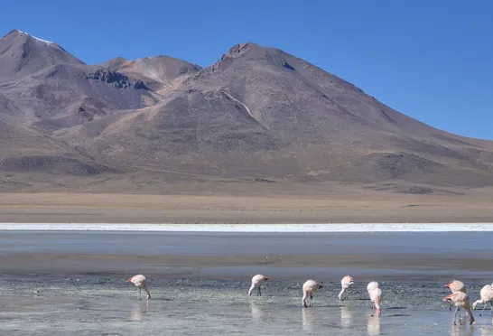 På vejen til Siloli-ørkenen kommer vi forbi farverige laguner med flamingoer. Foto Henrik Bjerresø