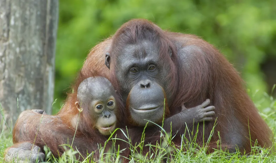 Orangutangen lever i de store regnskove på Sumatra. Foto Viktors Farmor
