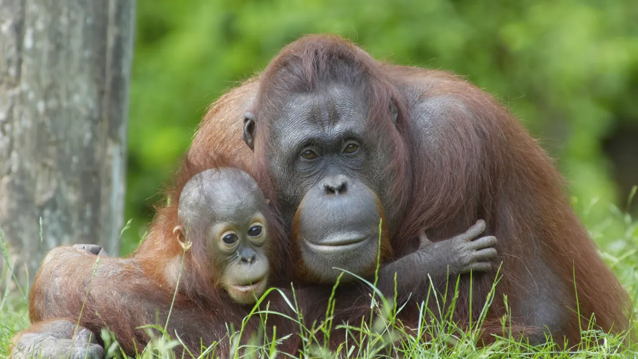 Orangutangen lever i de store regnskove på Sumatra. Foto Viktors Farmor