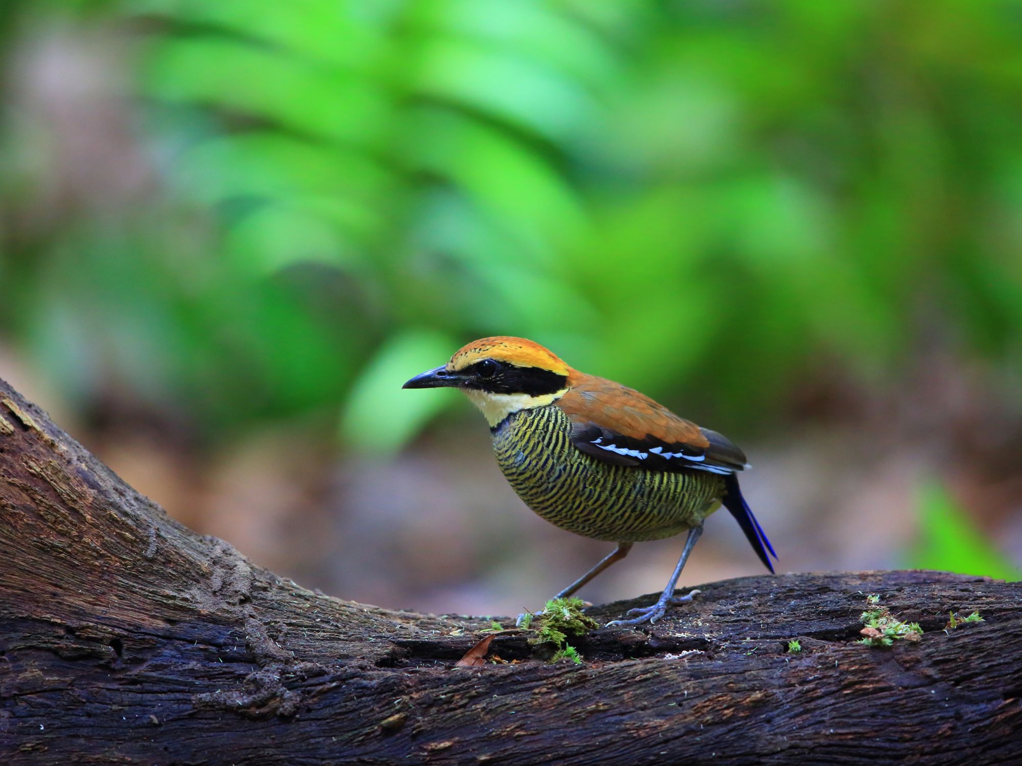 Java Banded Pitta i Bali Barat Nationalpark. Foto Viktors Farmor