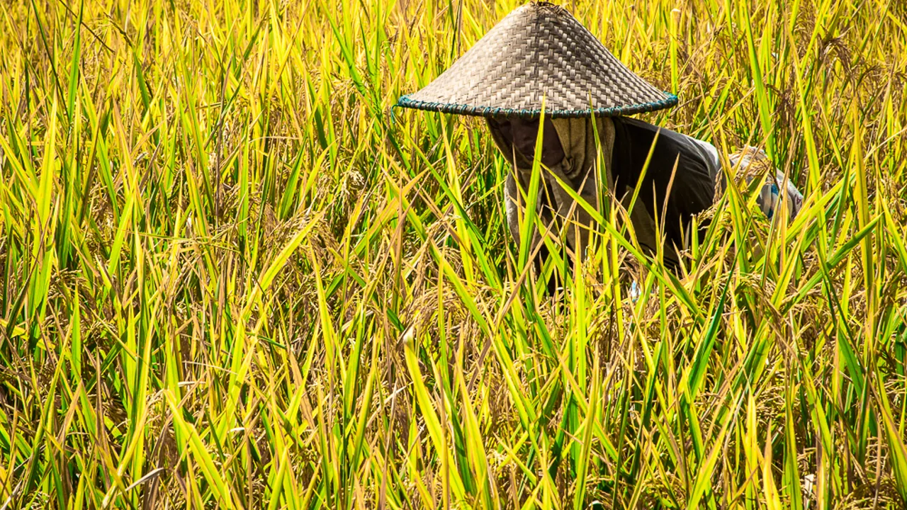 Ved Ubud oplever vi det traditionelle landsbyliv ved rismarkerne. Foto Viktors Farmor