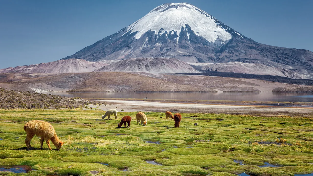 Alpakaer står og græsser ved søen Chungara for basen af Parinacota vulkanen i det nordlige Chile. Foto Viktors Farmor
