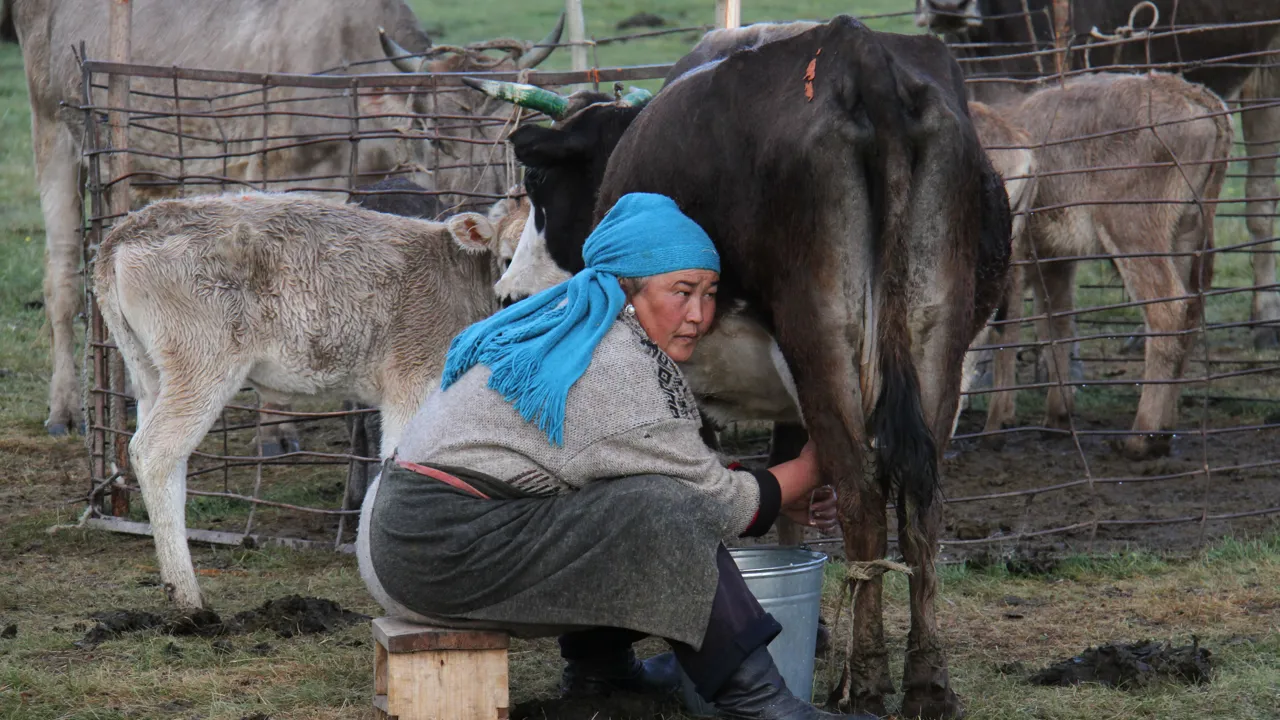 Nomader malker både køer og heste. Foto Erik Hermansen