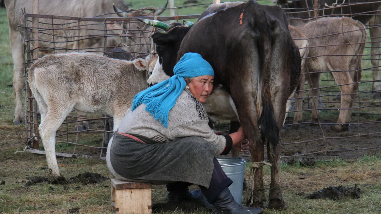 Nomader malker både køer og heste. Foto Erik Hermansen