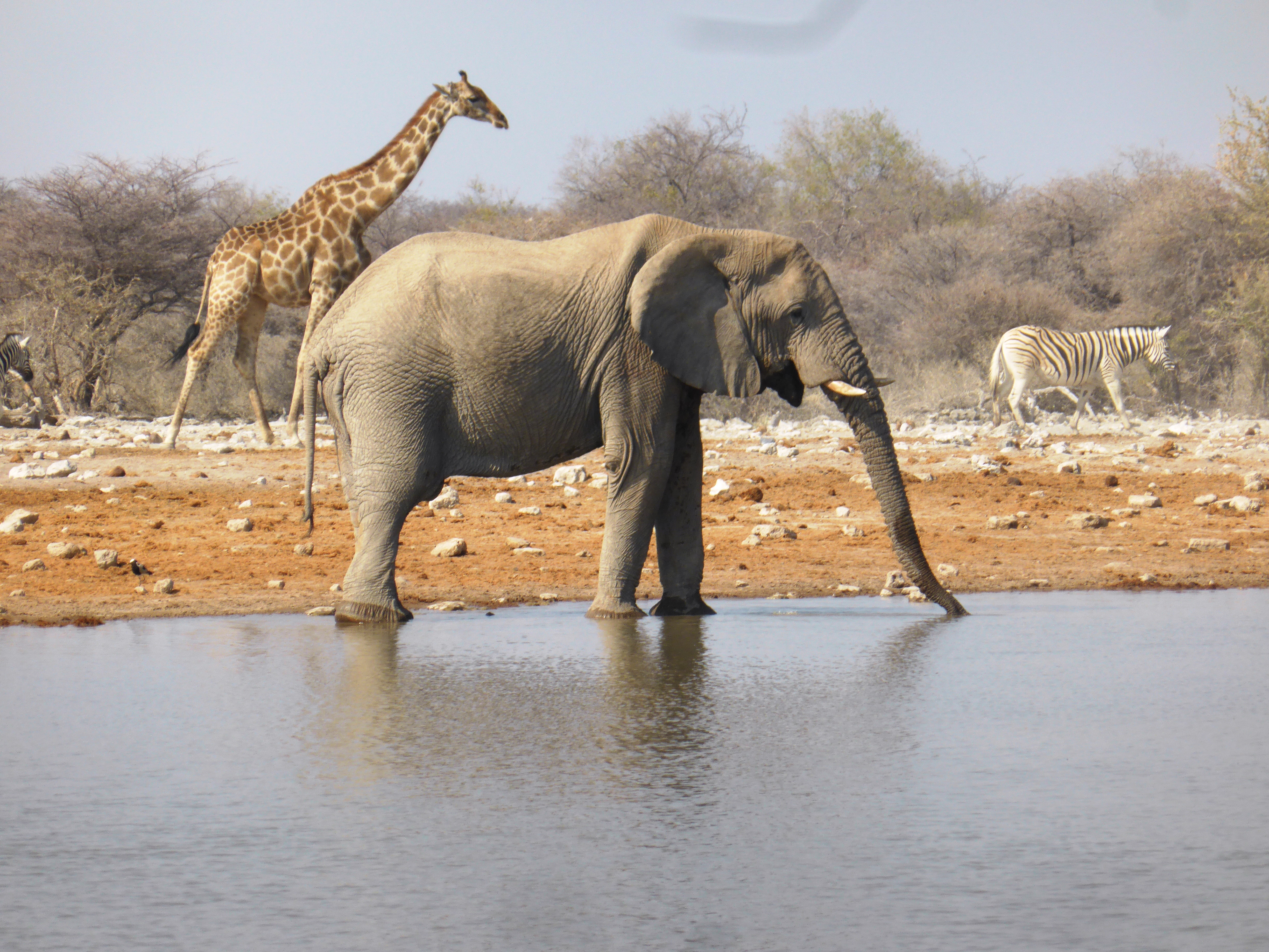 På en heldagssafari i Etosha nationalparken er vi på udkig efter parkens store dyre- og fugleliv. Foto Heinz Scherers