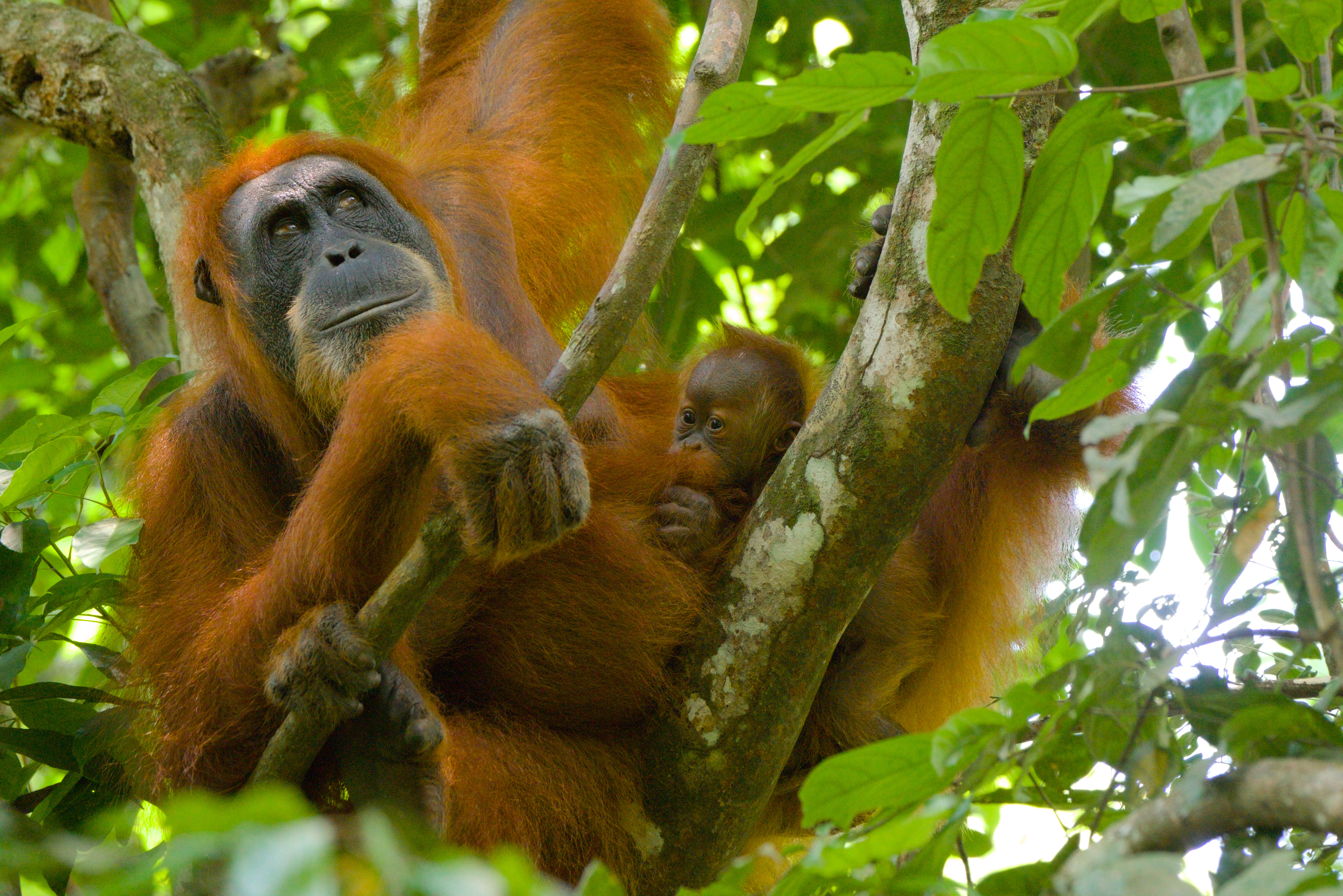Orangutangerne lever i dag frit i naturen i Gunung Leuser nationalparken. Foto Alex Nørlund Thomsen