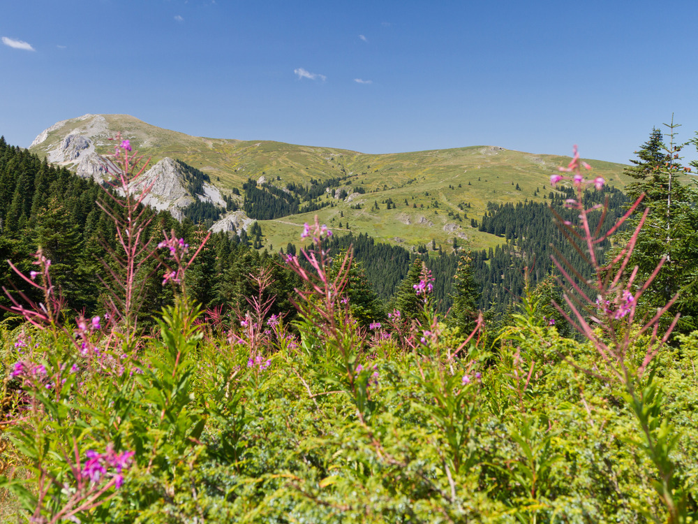 Blomstrende bjergskråninger på den nordlige side af Kyrenia-bjergene. Foto Viktors Farmor.
