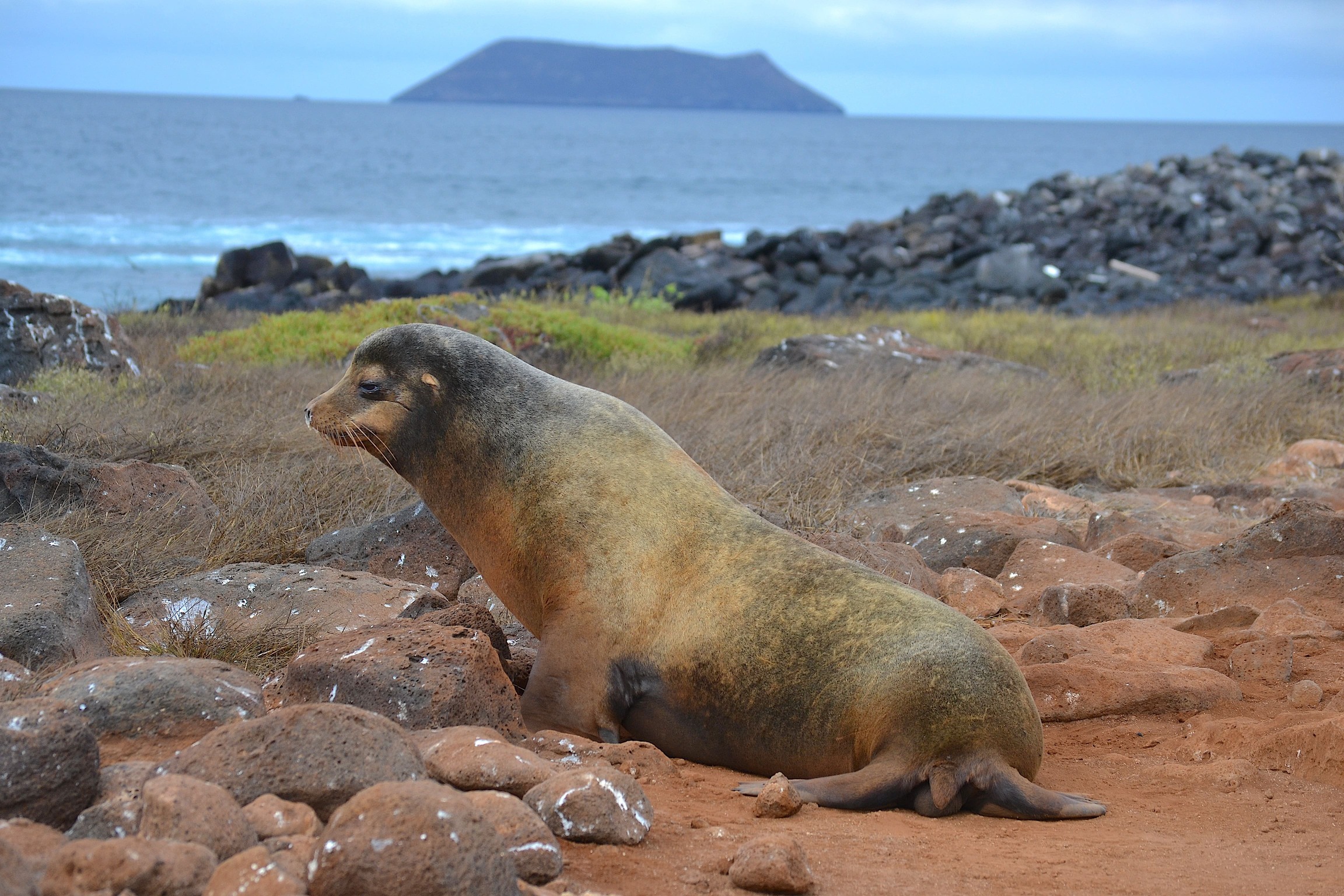 Vi ser som regel søløver på Galapagosøerne. Foto Hanne Christensen