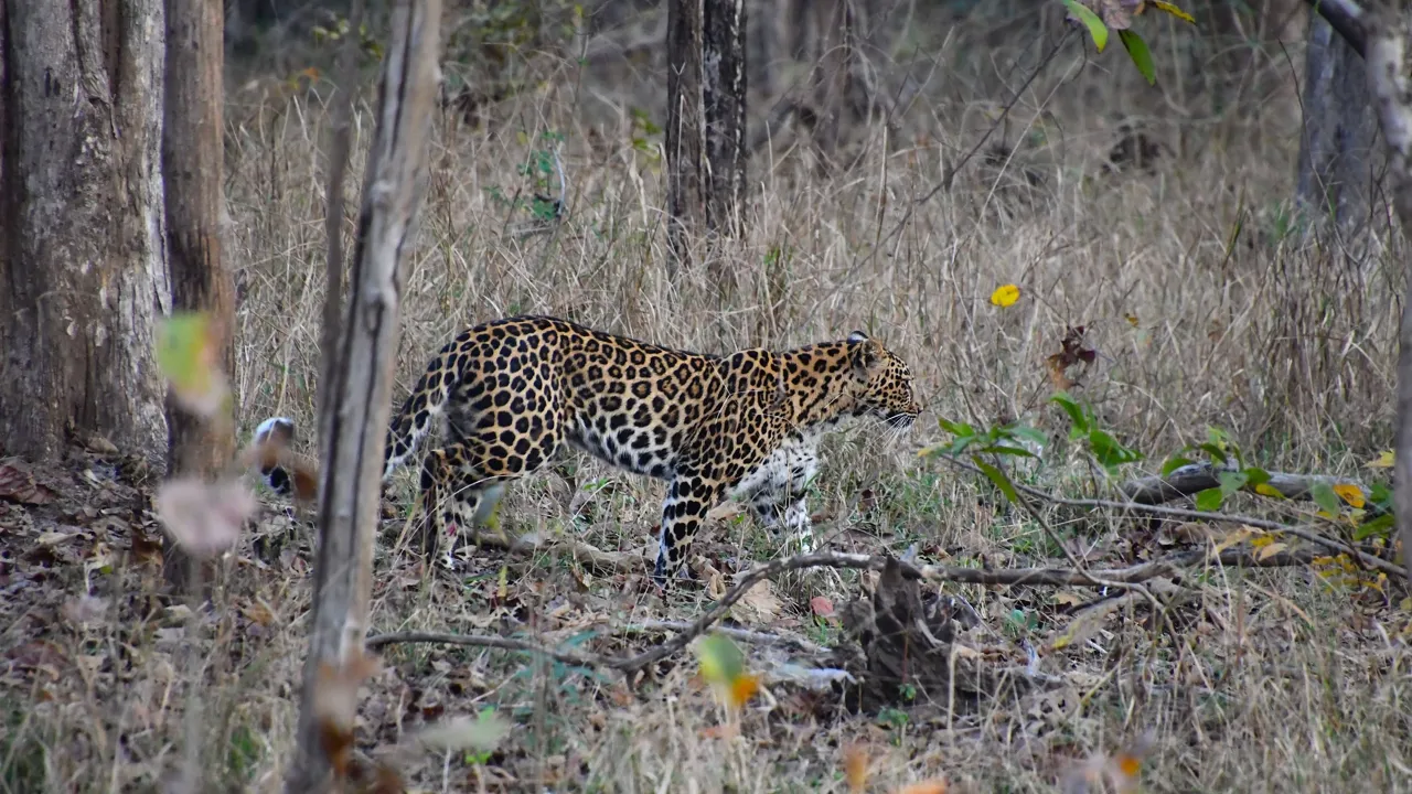 Leoparder lever også i skovene. Foto af Hanne Christensen