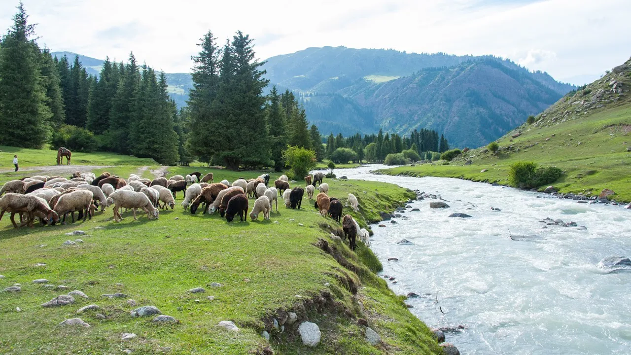 Kirgisistans græsgange er længe blevet brugt af hyrder til græsning af fåreflokke. Foto Marius Ranch Kristensen