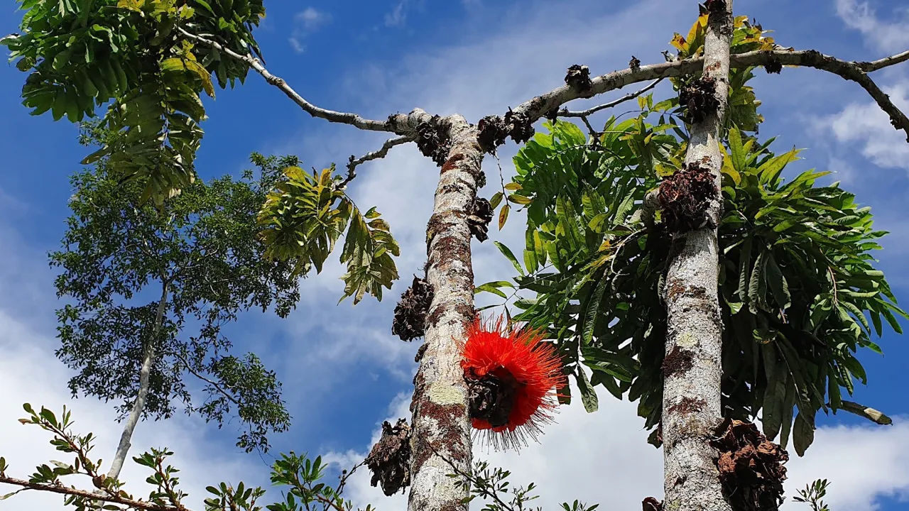 I Amazonas vokser Panama Flame tree, der har sin store blomsterstand siddende direkte på stammen. Foto Hanne Christensen