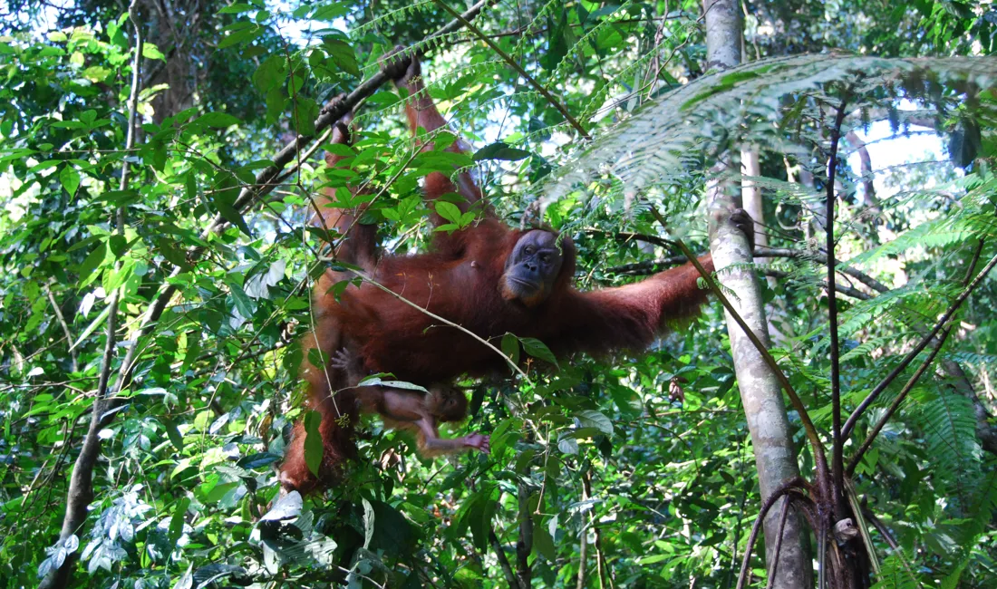 Vi spejder efter de nært beslægtede orangutanger på Sumatra. Foto Jester Bidstrup