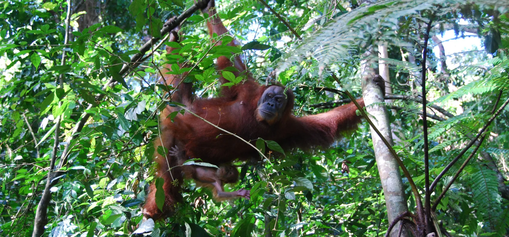 Vi spejder efter de nært beslægtede orangutanger på Sumatra. Foto Jester Bidstrup