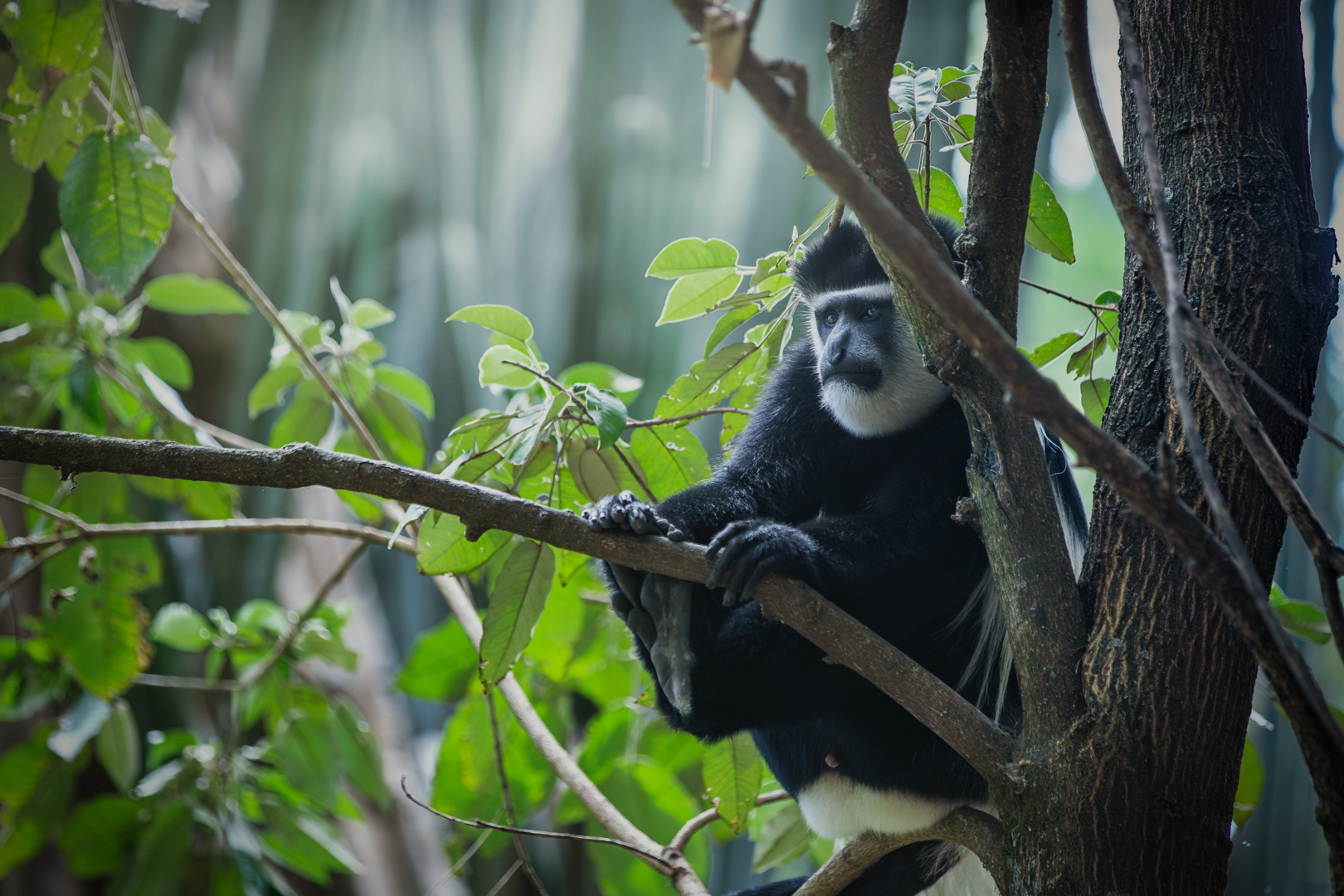 Vi kan være heldige at se Colobus-aber på kaffeplantagen og ved Lake Naivasha. Foto Sopa Lodge
