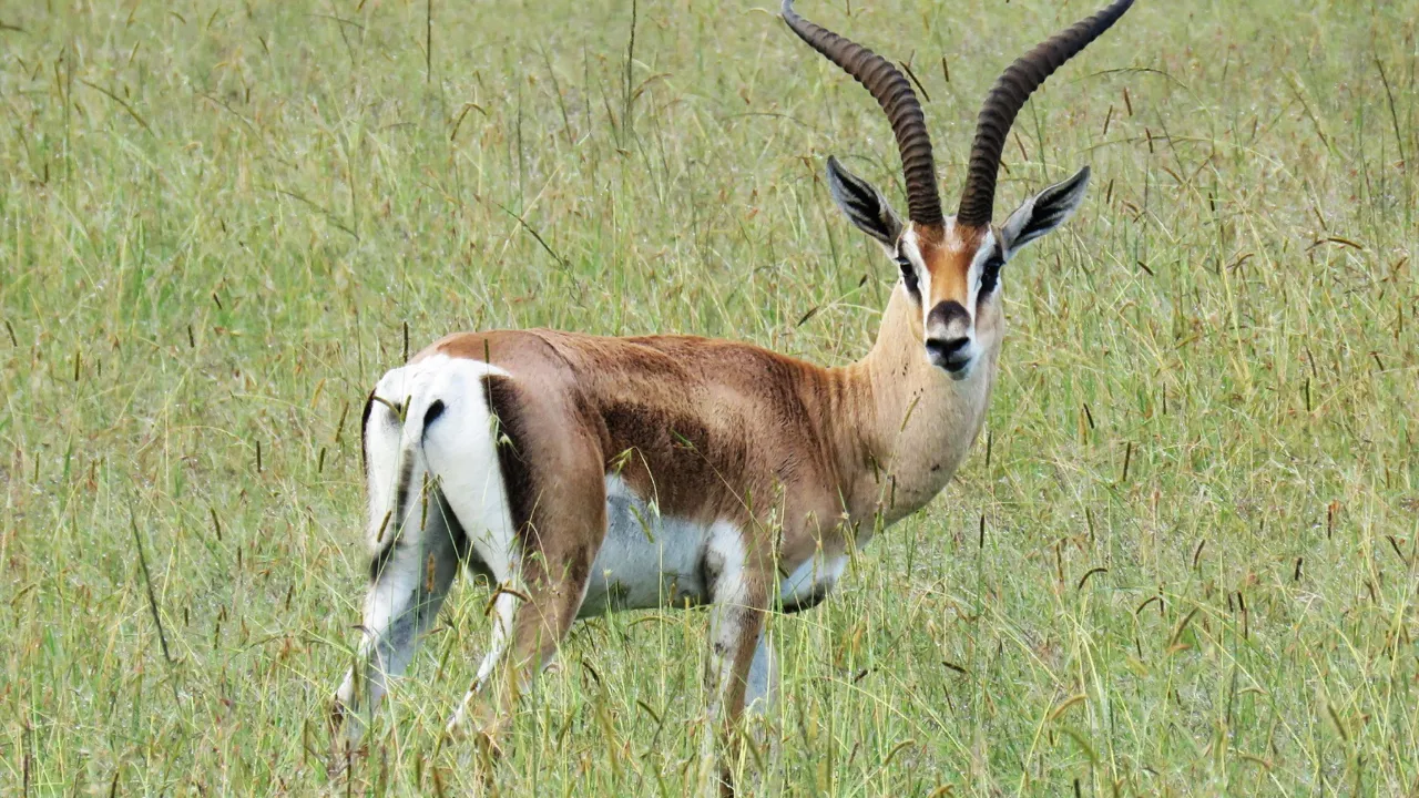 Den lille gazelleart Thomsongazellen findes i store bestande i Masai Mara. Foto Michael Kragh