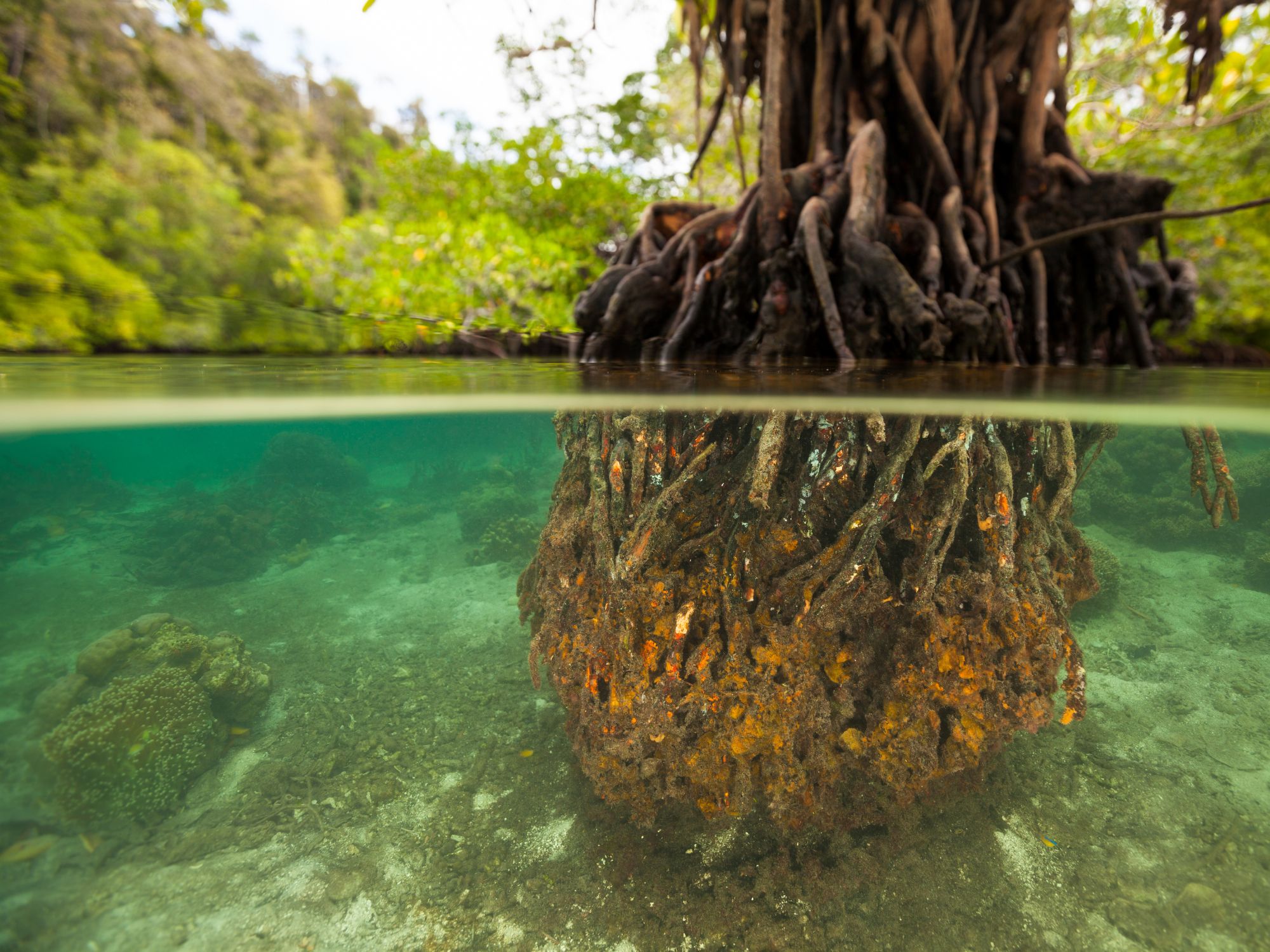 Imponerende Mangroveskove ved øen Waigeo. Foto Viktors Farmor