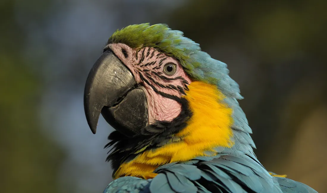 Colombia er hjemsted for mange papegøjer.