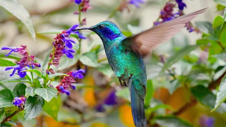 Den lille violetøre kolibri besøger ofte blomsterne i haven. Foto Hanne Christensen