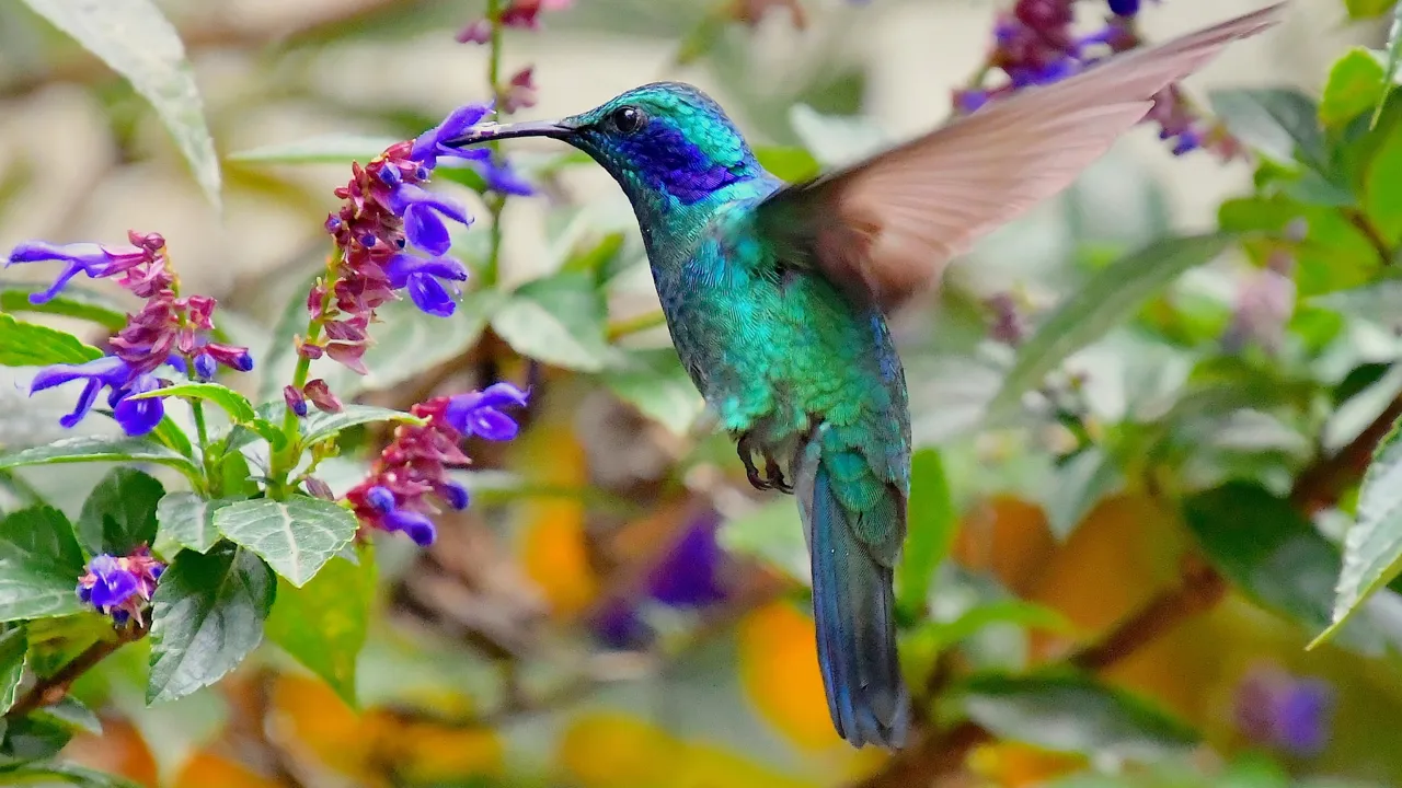 Den lille violetøre kolibri besøger ofte blomsterne i haven. Foto Hanne Christensen