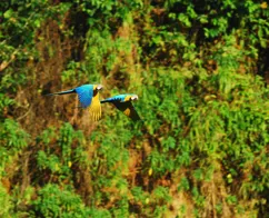 Den blå og gule ara regnes for at være blandt de mest intelligente fugle, der findes. Foto Heinz Plenge Pardo
