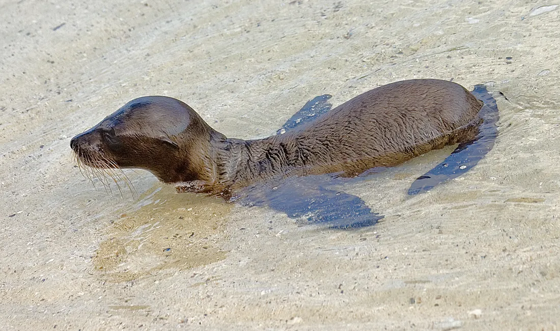 Søløver "byder gæster velkommen" mange steder på Galapagos. Foto Søren Bonde