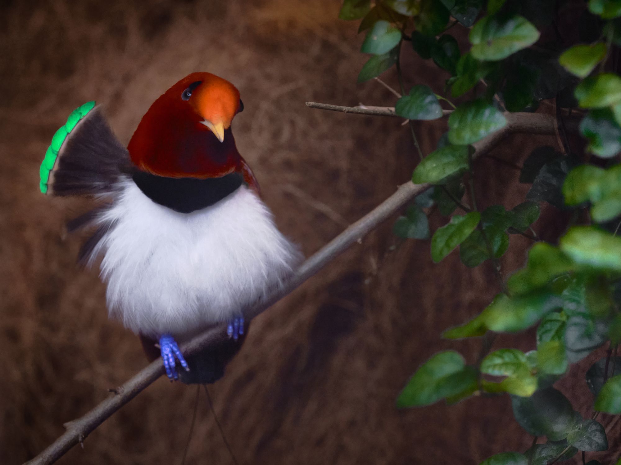 Et af rejsens helt store højdepunkter - Kongeparadisfuglen i Malagufuk. Foto Viktors Farmor