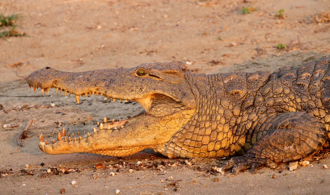 Der er et stort antal krokodiller i Shirefloden. Foto Erik Hermansen