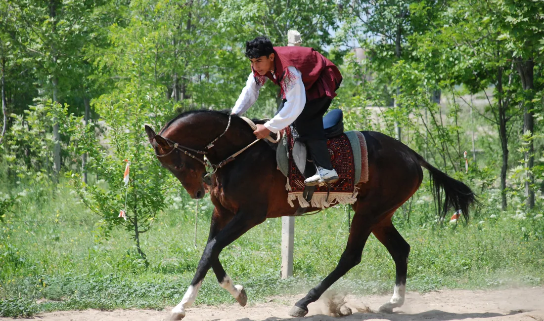 Den smukke Akhal Teke hest er ganske særlig for Turkmenisten. Foto Kirsten Gynther Holm.