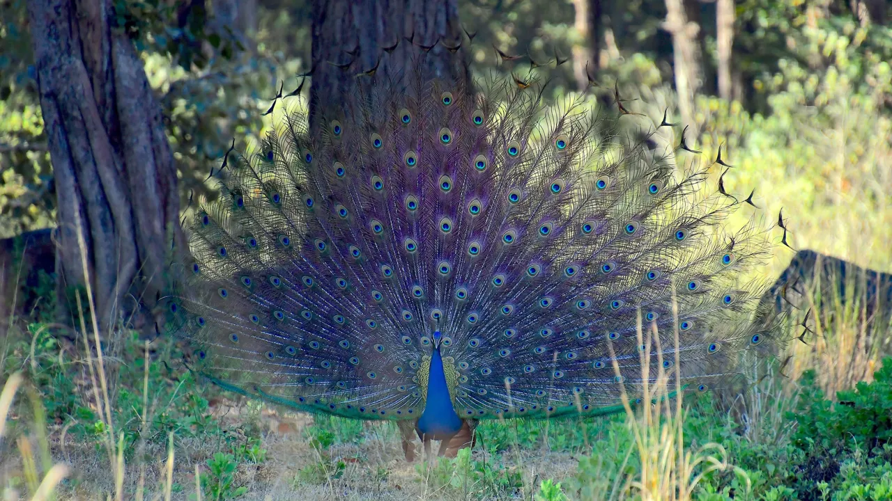 Påfugl i Kanha. Foto af Hanne Christensen
