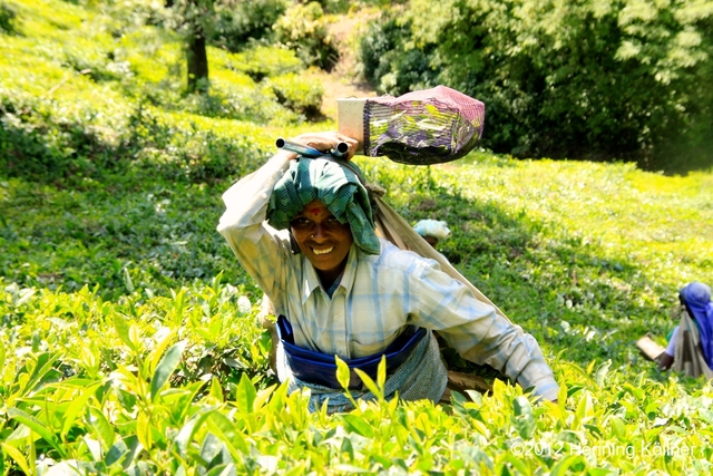 Det er overvejende kvinder der arbejder som teplukkere i Indien. Foto George Scaria