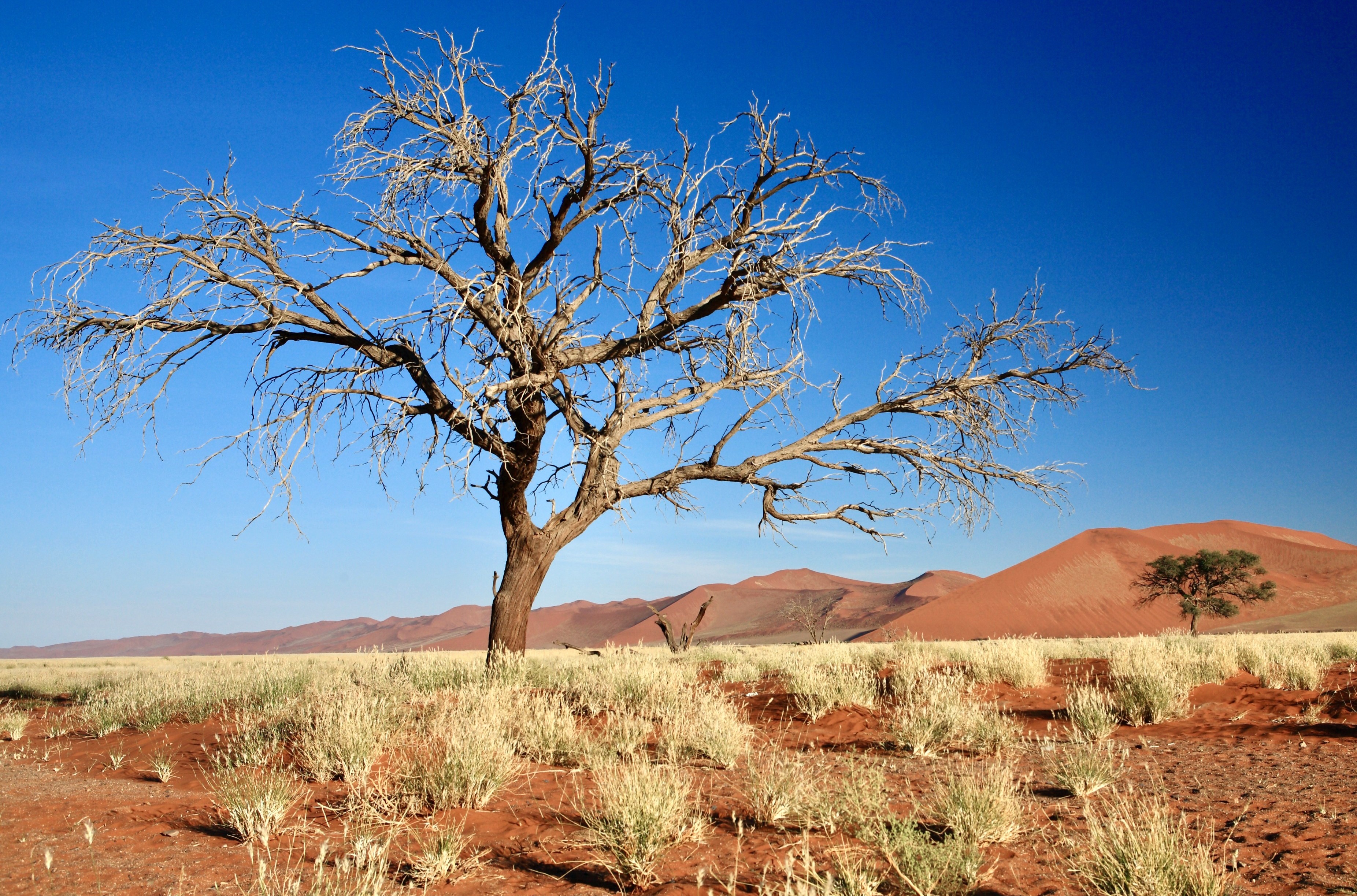 Morgenlys over landskaberne ved Sossusvlei. Foto Anders Stoustrup