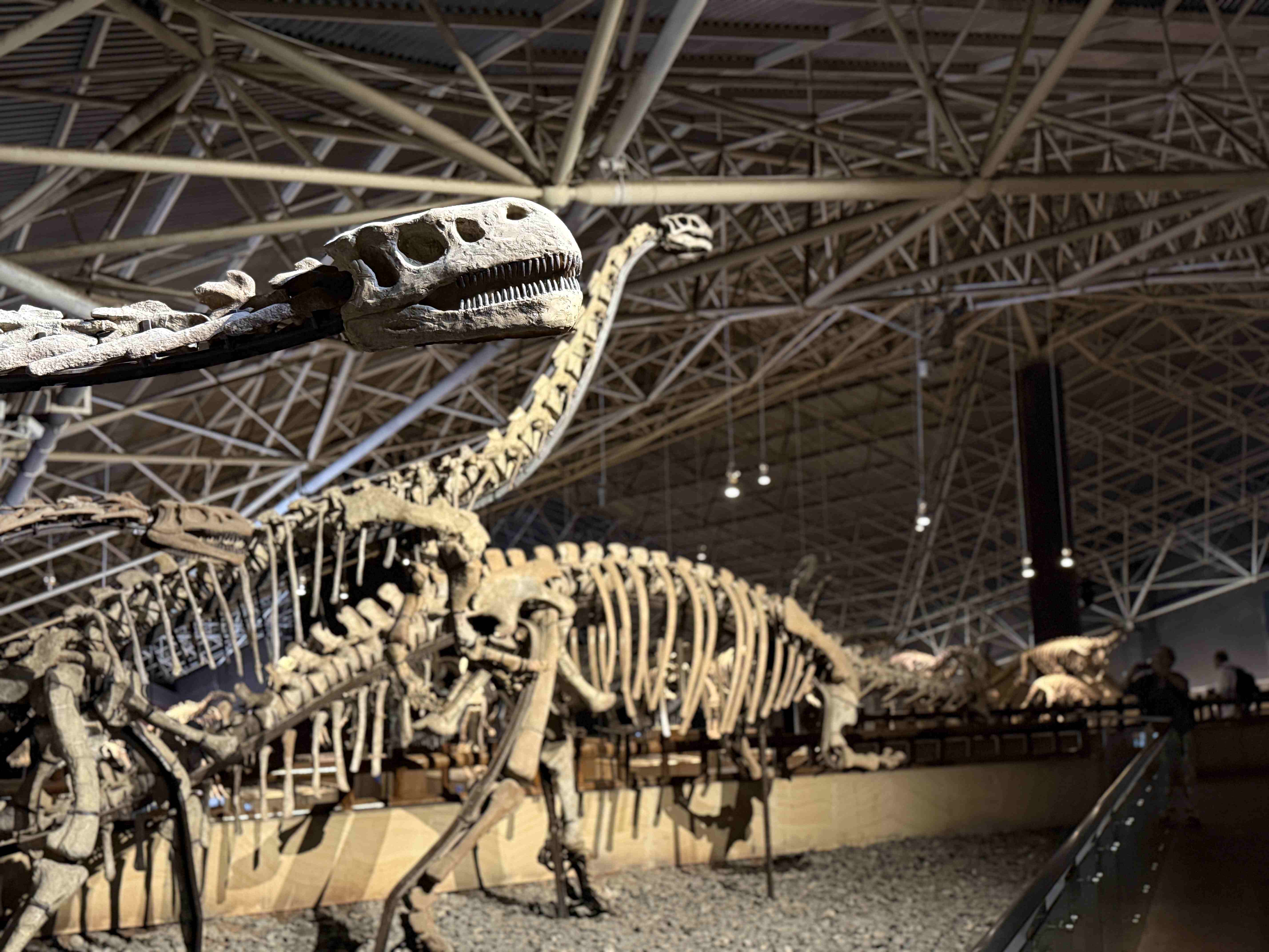 Vi besøger fossilmuseet i Kunming med over 60 skeletter. Foto Signe Bjørnskov Mynster