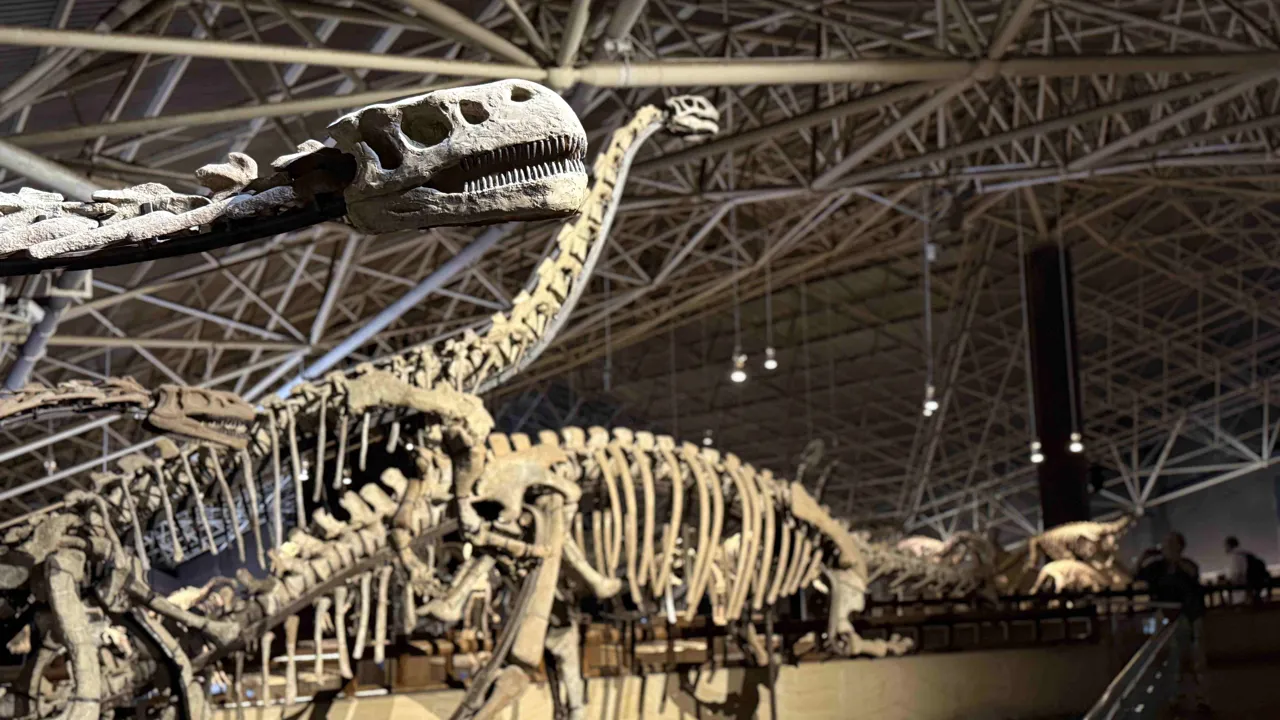 Vi besøger fossilmuseet i Kunming med over 60 skeletter. Foto af Signe Bjørnskov Mynster