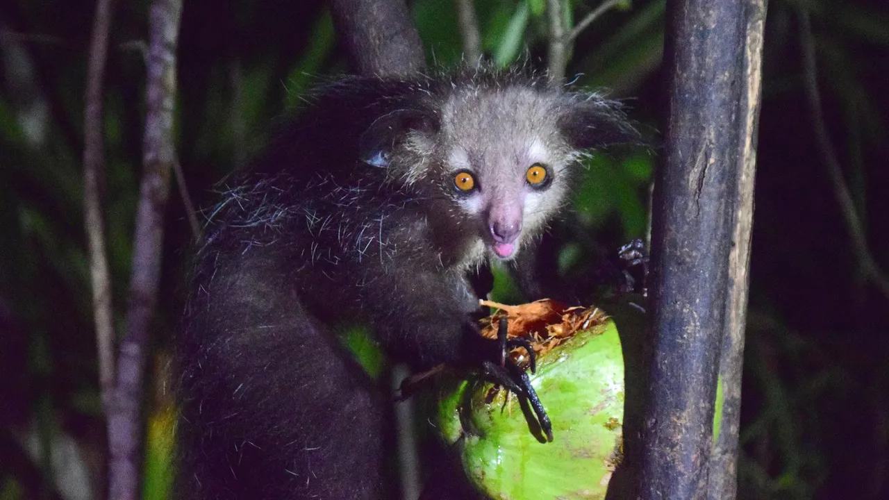 Mange indfødte er bange for den nataktive Aye-Aye-lemur pga dens særprægede, næsten uhyggelige udseende. Den er dog helt ufarlig! Foto Hanne Christensen
