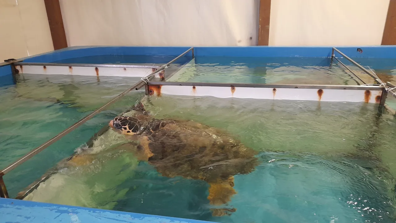 En havskilspadder som er ved at komme sig hos Fondazione Cetacea. Foto Lene Brøndum
