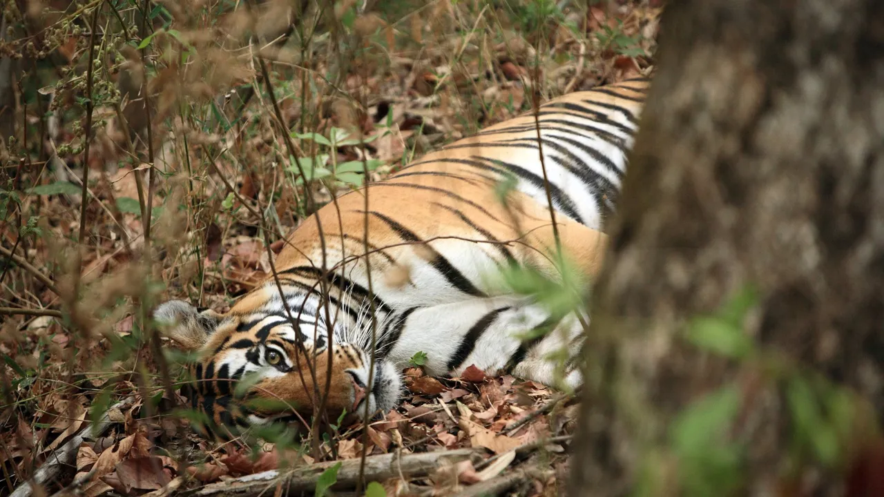 Tiger tager sig en lur i Kanha. Foto Anders Stoustrup