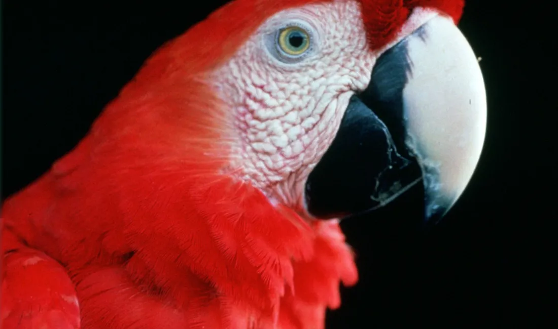 Macaw papegøjen lever blandt andet i Costa Rica. Foto Esben Gynther