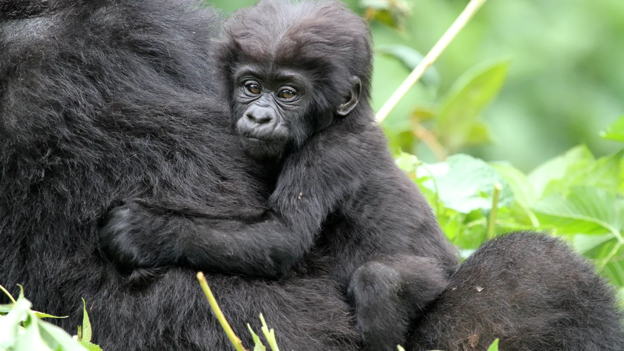 Gorilla med 3 måneder gammel baby set på trekking i Uganda. Foto Erik Hermansen