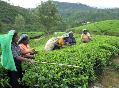 Der er mange hænder i gang for at holde teplantagerne i Sri Lanka kørende. Foto Viktors Farmor
