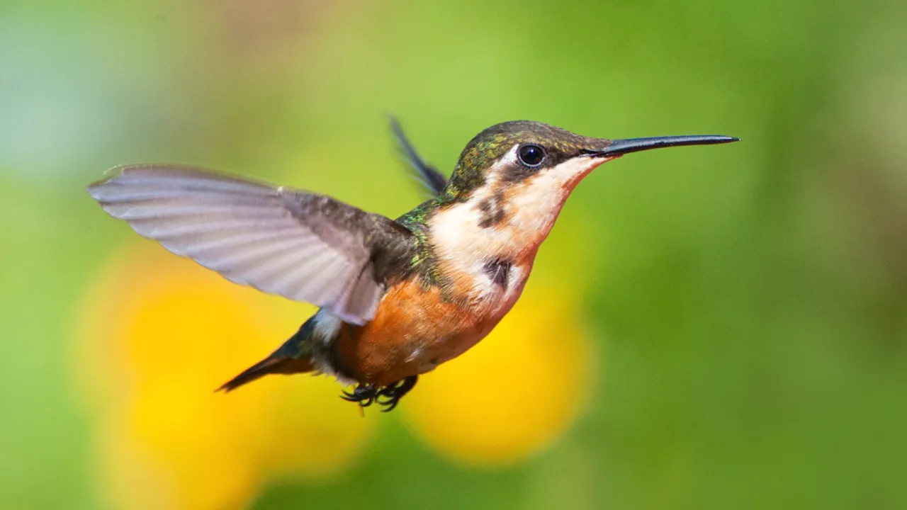 Santa Marta Woodstar – denne lille kolibri findes kun ved Santa Marta Bjerget i hele verden. Foto Viktors Farmor