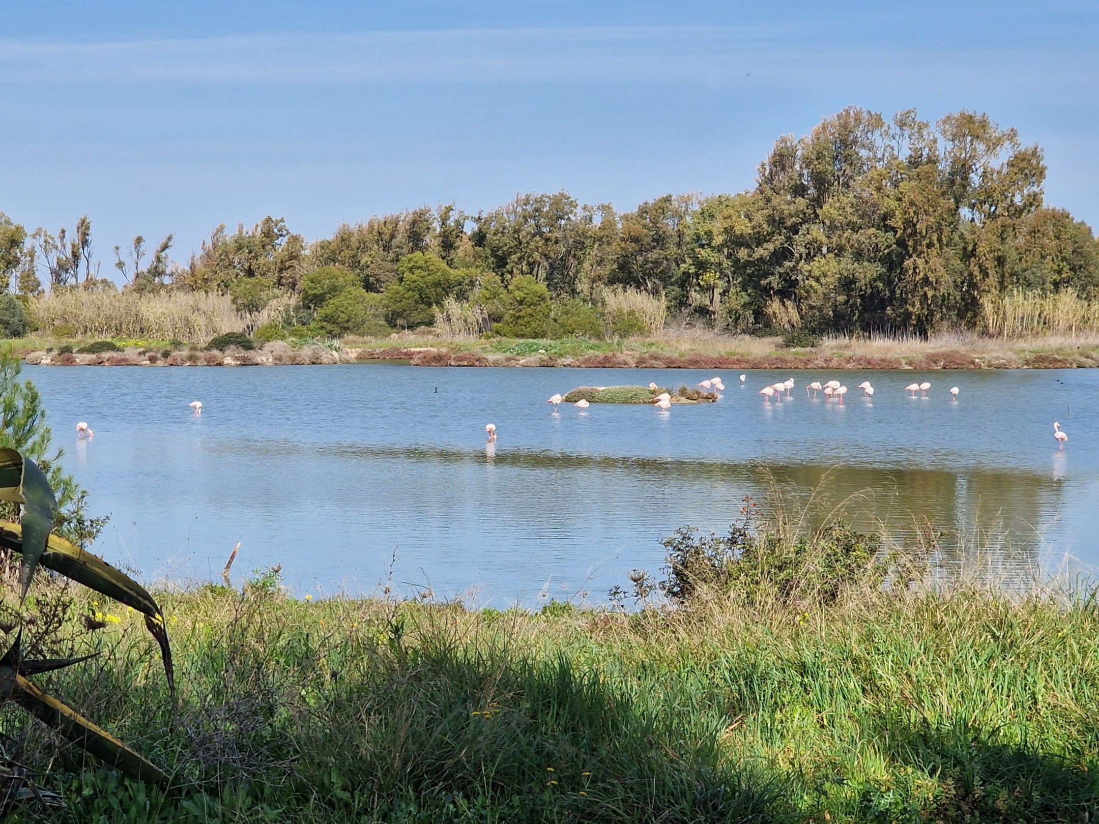 Måske vi er heldige at spotte flamingoer i Cagliari. Foto Viktors Farmor