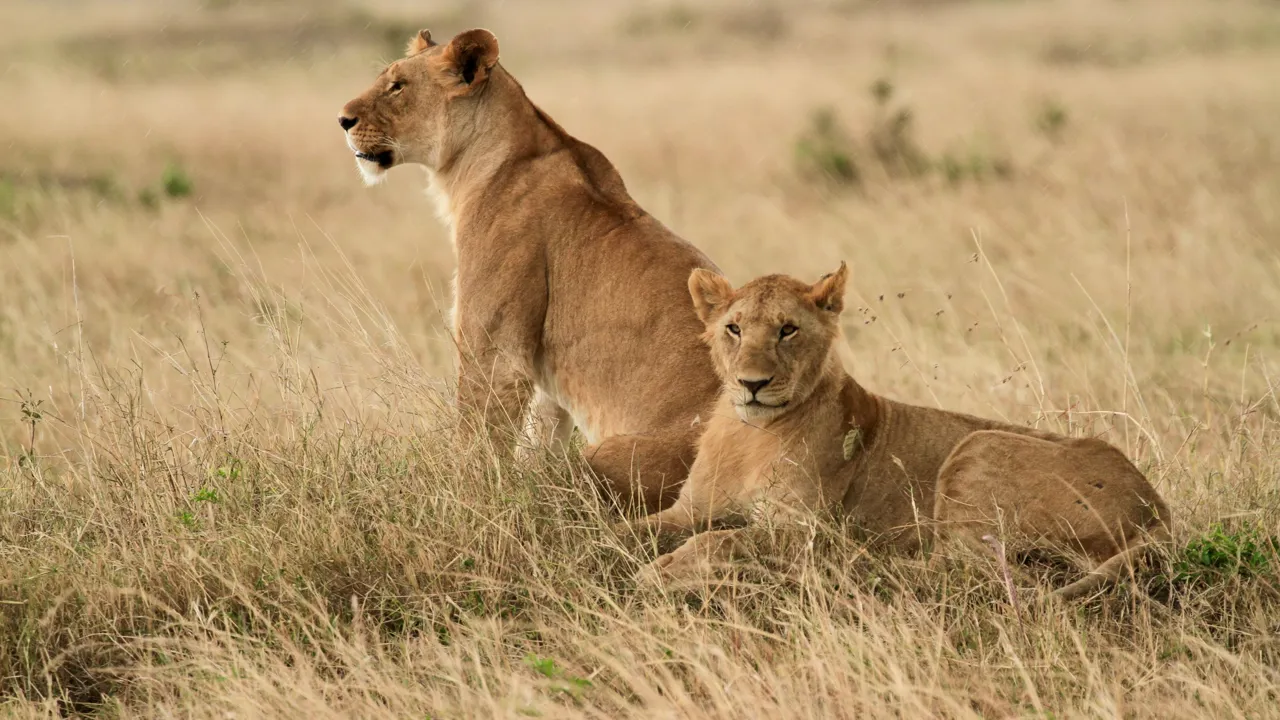 Løver ligger og slapper af på savannen. Foto Anders Stoustrup 