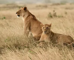 Løver ligger og slapper af på savannen. Foto Anders Stoustrup 