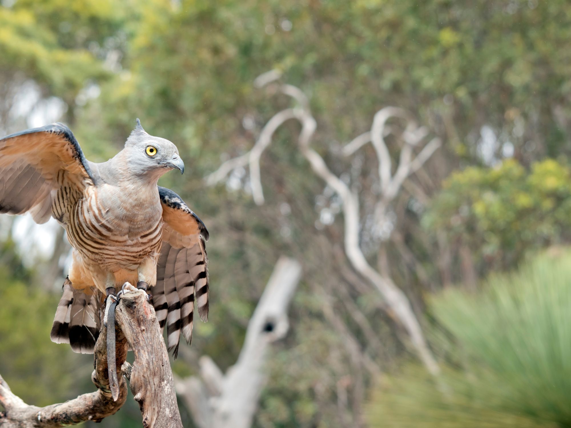 Pacific Baza tæt ved Manokwari. Foto Viktors Farmor